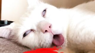 Cat videos 16