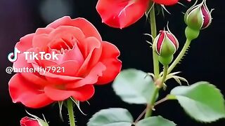 The rose of love