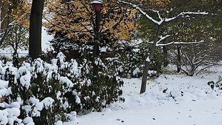 Winter solstice - tranquil snowy park pathway in winter | Trending HD Video