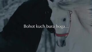 Horse video 12