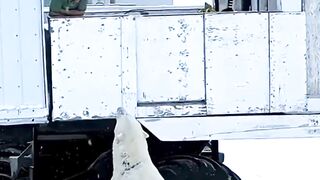 Polar bears, they stalk humans