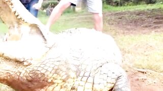 OMG Alligators!