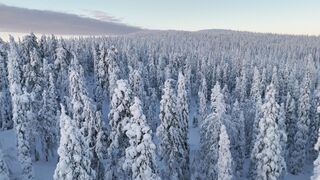 Silly Smile Live Wallpaper 4K - breathtaking aerial view of snowy lapland forest | Trending HD 2