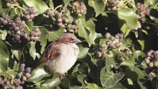 Wallpaper hanging - sparrow in dense green foliage with berries | Trending HD Video