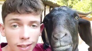 Goats, llamas, Sheeps are in fun #goats #llamas #sheep #animals