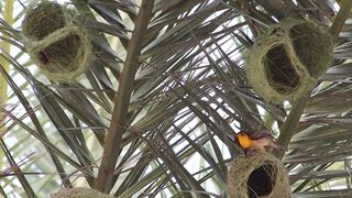 WallPics - 4K Wallpapers - baya weaver | Trending HD Video