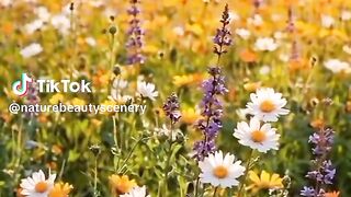 Beautiful scenery of flowers 4
