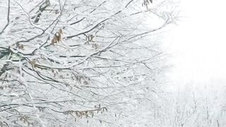 Winter Coat - driving on winter road in forest | Trending HD Video