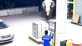 Elephant Entered Petrol Pump #shocking #elephantattack #elephant #animals #petrolpump #cctvfootage