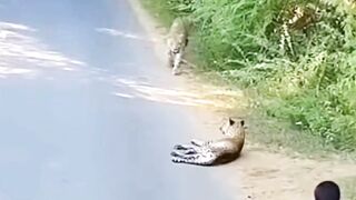 Leopard Attacks But This Hero Dog Stops It!
