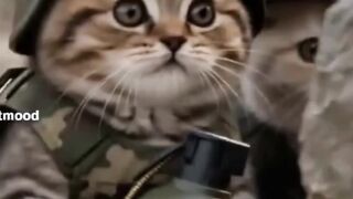 Two Cats Fighting Like Real Warriors