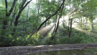 4K resolution - sun shining through trees | Trending HD Video 2