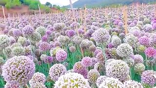 The flowers 6
