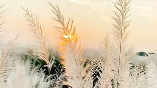 nature 44
