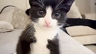 0024_KOT  (ᴗ͈ˬᴗ͈)