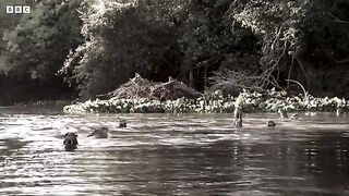 Rare Otter Encounter Takes Shocking Turn _.mp4.2026