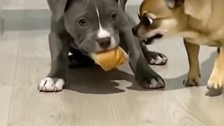 Приколы с собаками