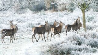 Winterhalter - herd of deer | Trending HD Video