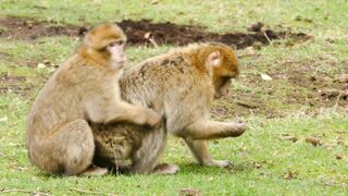 Funnyfuzzy - id | Trending HD Video 96