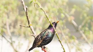 I Love Wallpaper - european starling perched on tree branch in spring | Trending HD Video