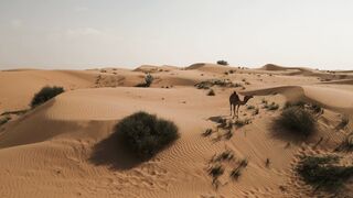 Moving Backgrounds 4k - WALLPS - camouflaged camels in the desert | Trending HD Video
