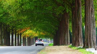 Travelon - picturesque tree lined road in fall | Trending HD Video
