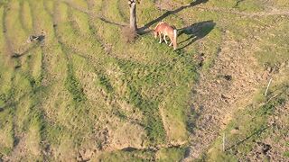 Silly Smile Live Wallpaper 4K - peaceful grazing horse in scenic countryside | Trending HD Vide