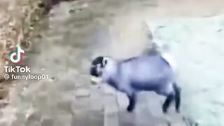 Funny video TikTok viral video
