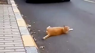 Dramatic Cats 2