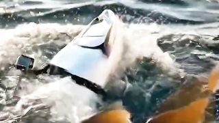 Great Barracuda Explores a Sunken American Ship – Real Back POV