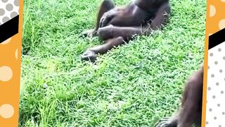 si putra asik ngocok aja puasa" ????