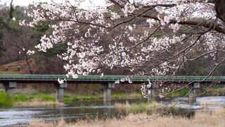 Travelon - id | Trending HD Video 47