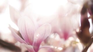 Silly Smile Live Wallpaper 4K - id | Trending HD Video 18