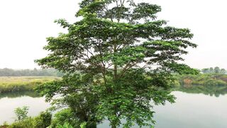Wallpaper removal - lake behind a tall tree | Trending HD Video