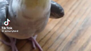 Cute Parrot 2