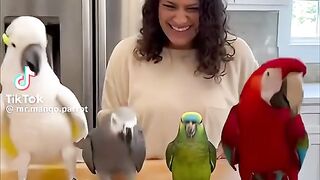 Beautiful Parrot 2