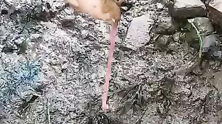 Looking for a fish or eel... Thanks for watching..!! 20