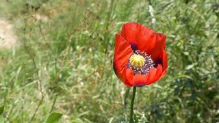 Silly Smile Live Wallpaper 4K - red opium poppy flower | Trending HD Video