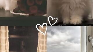 Catslover 3