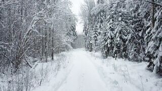 Winterhalter - snow covered trees in the forest | Trending HD Video