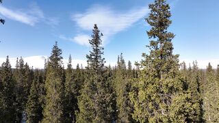 Travelpro - green trees near snow covered mountains | Trending HD Video