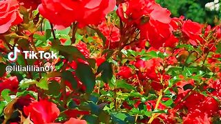 The scenery of beautiful 3