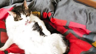 Funnyfuzzy - id | Trending HD Video 107