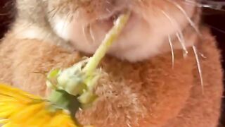 Rabbit 18