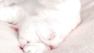 Cat with small baby