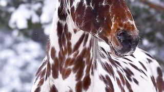 Horse 23