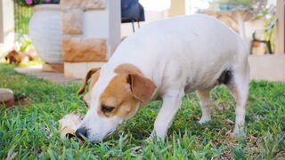 Funnyfuzzy - a pet dog munching on a large bone | Trending HD Video