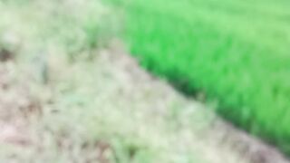 Peaceful Green Rice Terraces in the Mountain Countryside