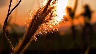 Serene Nature Aesthetic – Calm Forest Atmosphere