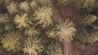 Silly Smile Live Wallpaper 4K - aerial view of serene forest pathway | Trending HD Video